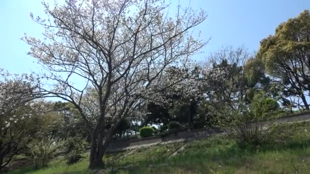 Shinkiba Ryokudou Park Kiraz Çiçeği 2023 Japonya Tokyo — Stok video