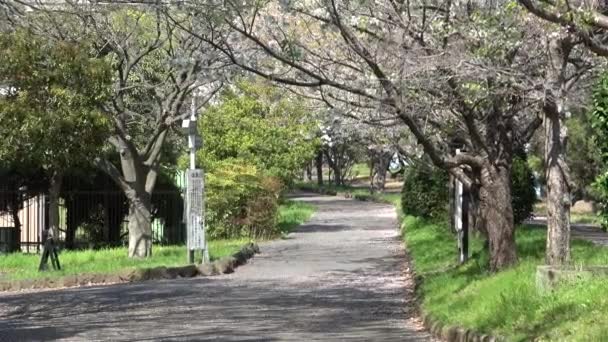Shinkiba Ryokudou Park Kirsebærblomst 2023 Japan Tokyo – Stock-video