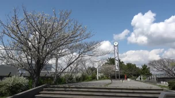 Shinkiba Ryokudou Park Cherry Mekar 2023 Jepang Tokyo — Stok Video