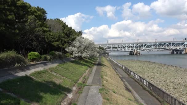 Πάρκο Shinkiba Ryokudou Ανθός Κερασιάς 2023 Ιαπωνία Τόκιο — Αρχείο Βίντεο