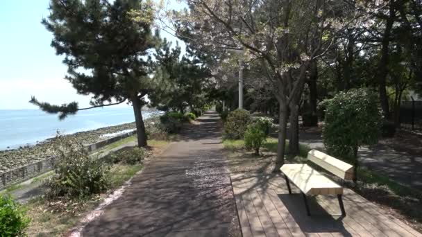 Shinkiba Ryokudou Park Cherry Blossom 2023 Japan Tokyo — Stock Video