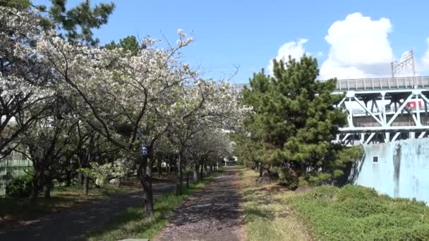 Shinkiba Ryokudou Park Cseresznyevirág 2023 Japán Tokió — Stock videók