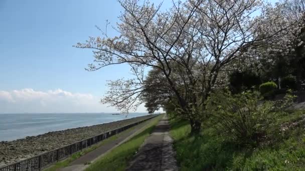 Shinkiba Ryokudou Park Cherry Blossom 2023 Japan Tokyo — Stock video