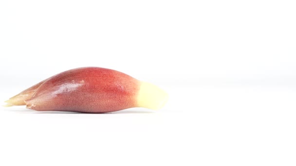 Japon Kızıl Yemek Videosunu Kapat Myoga — Stok video