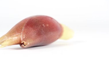 Japon kızıl, yemek videosunu kapat Myoga