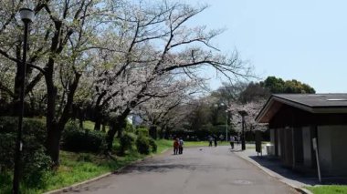 Japonya Tatsumi no Mori Ryokudou Park Kiraz Çiçeği 2025