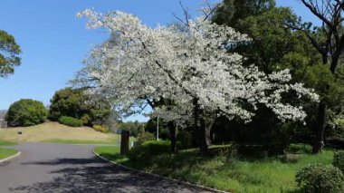 Japonya Tatsumi no Mori Ryokudou Park Kiraz Çiçeği 2025