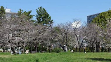 Japonya Tatsumi no Mori Ryokudou Park Kiraz Çiçeği 2025