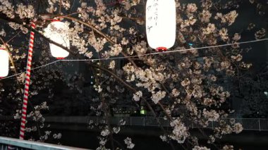 Monzennakacho Gecesi Kiraz çiçekleri, Japonya Tokyo 2025