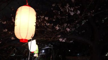Oyoko Nehri Gece Çiçekleri, Japonya Tokyo 2025