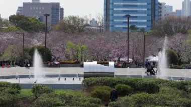 Kiba Park Kiraz Çiçeği, Japonya Tokyo 2025