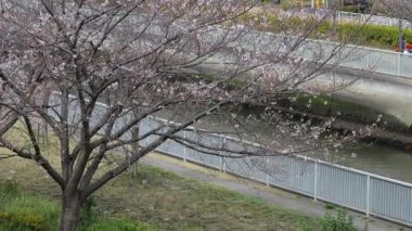 Kiba Park Kiraz Çiçeği, Japonya Tokyo 2025