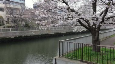 Oyoko Nehri Kiraz çiçekleri, Japonya Tokyo 2025