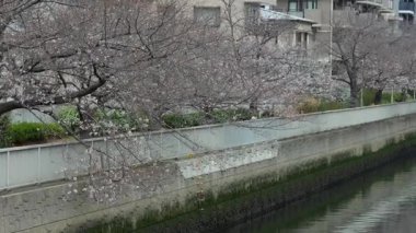 Oyoko Nehri Kiraz çiçekleri, Japonya Tokyo 2025