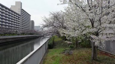 Oyoko Nehri Kiraz çiçekleri, Japonya Tokyo 2025