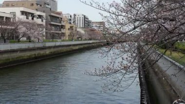 Oyoko Nehri Kiraz çiçekleri, Japonya Tokyo 2025