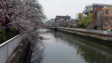 Oyoko Nehri Kiraz çiçekleri, Japonya Tokyo 2025