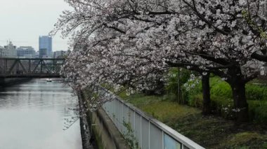 Oyoko Nehri Kiraz çiçekleri, Japonya Tokyo 2025