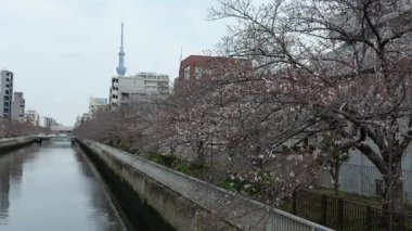 Oyoko Nehri Kiraz çiçekleri, Japonya Tokyo 2025