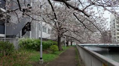 Oyoko Nehri Kiraz çiçekleri, Japonya Tokyo 2025