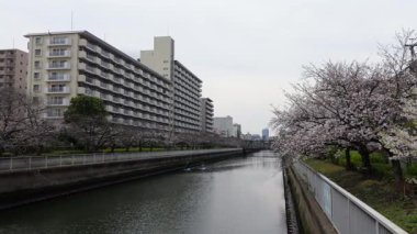 Oyoko Nehri Kiraz çiçekleri, Japonya Tokyo 2025