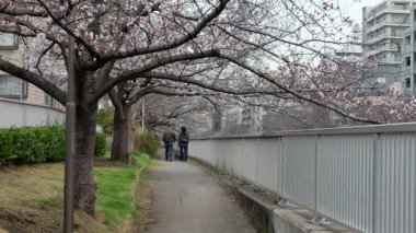 Oyoko Nehri Kiraz çiçekleri, Japonya Tokyo 2025