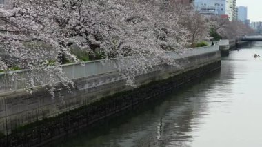 Oyoko Nehri Kiraz çiçekleri, Japonya Tokyo 2025