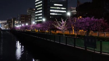 Oyokogawa Kawazu sakura kiraz çiçekleri, Japon Gece Manzarası