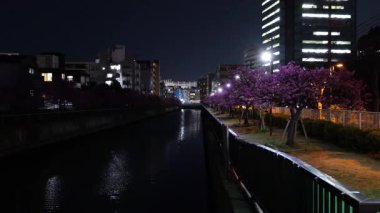 Oyokogawa Kawazu sakura kiraz çiçekleri, Japon Gece Manzarası
