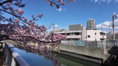 Oyokogawa Kawazu sakura kiraz çiçekleri, Japonya 2025