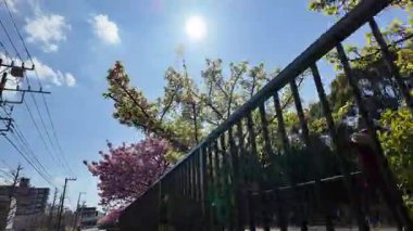 Oyokogawa Kawazu sakura kiraz çiçekleri, Japonya 2025