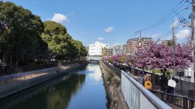 Oyokogawa Kawazu sakura kiraz çiçekleri, Japonya 2025