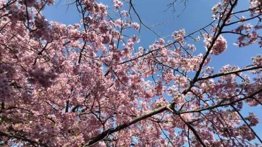 Oyokogawa Kawazu sakura kiraz çiçekleri, Japonya 2025