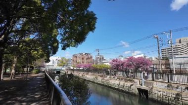 Oyokogawa Kawazu sakura kiraz çiçekleri, Japonya 2025