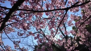 Oyokogawa Kawazu sakura kiraz çiçekleri, Japonya 2025