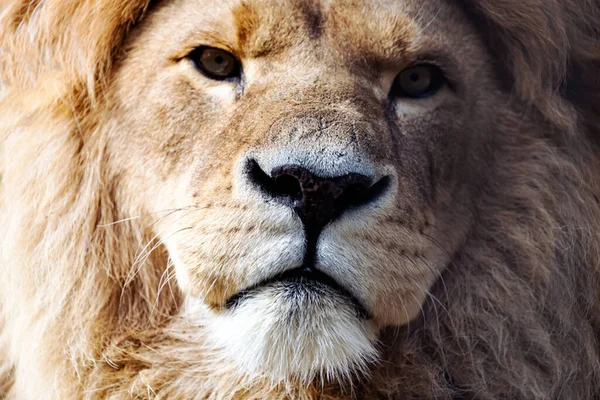 Close Lion King Looks Sternly Wildlife Animal Portrait — Stock Photo, Image