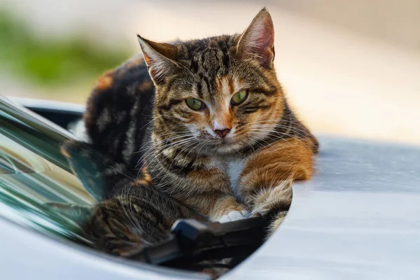 Tricolor Cat Brown Eyes Looks Calmly Lies Calmly Car Warm — Stock fotografie