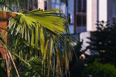 Şehrin altındaki parlak tropikal güneşin altında parlak yeşil bir palmiye yaprağının yakın çekimi.