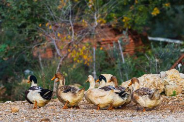 A covey of wild duck is  walking in village. White ducks  going  together