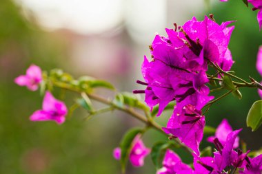 Mor çiçekli Bougainvillea ağacı çiçekleri. Yazın tipik Akdeniz sokak dış görünüşü