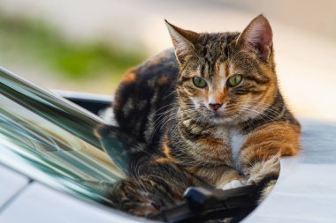 Portrait of a cute tricolor cat  resting on the car