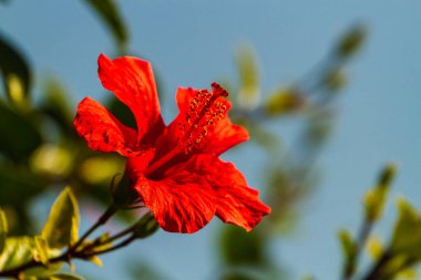 Red  flowers bloom  in garden, soft focus