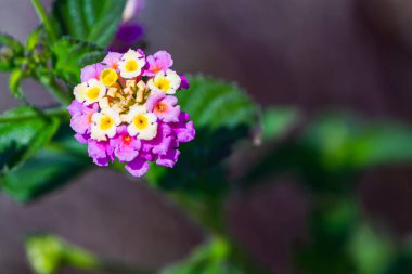 Close-up beautiful fresh  pink  flower on a background of green grass grows in a home garden, top view. Flowering garden flowers
