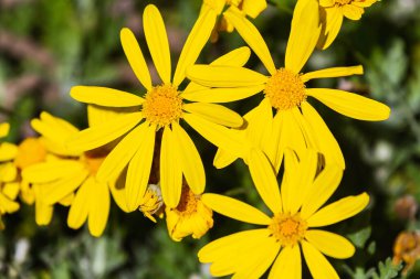 Sarı çiçek tarlalarını kapatın, yumuşak seçici odak