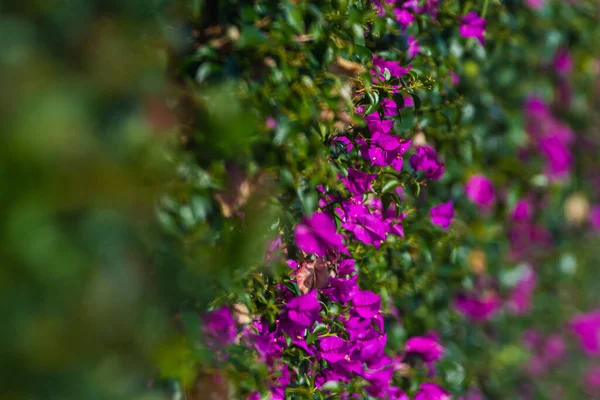 Close-up of purple flowers of a shrub mural or Rhododendron ledebourii
