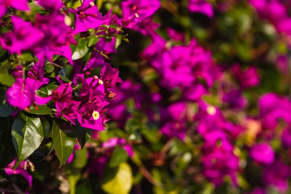Close-up of purple flowers of a shrub mural or Rhododendron ledebourii
