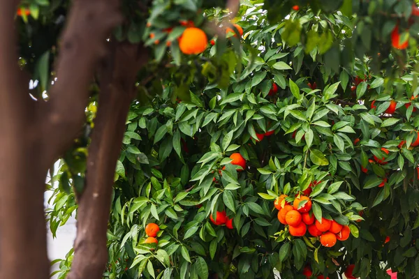 Nahaufnahme Eines Wunderschönen Orangenbaumes Mit Orangefarbenen Großen Runden Orangen Mit — Stockfoto