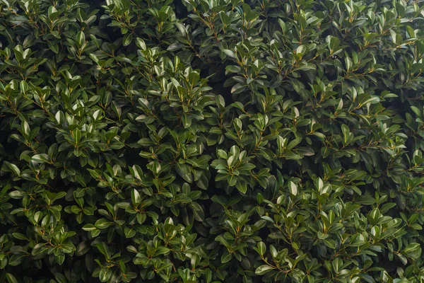 Close Belo Ramo Arbusto Fresco Com Folhas Verdes — Fotografia de Stock
