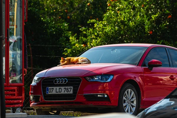 Side Turkije Januari 2023 Rode Audi Staat Een Zomerdag Straat — Stockfoto
