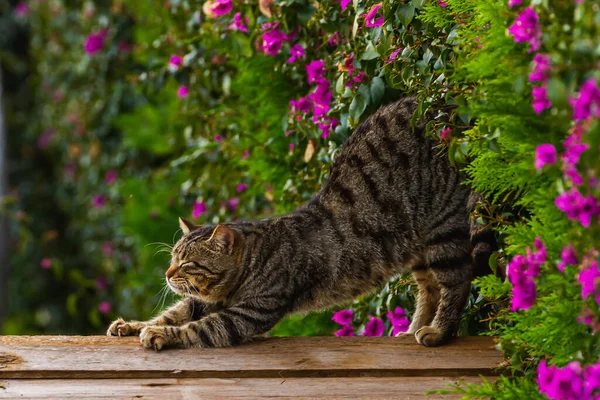 A striped cat stretches with pleasure against the background of flowers Stretching cats. yoga cat